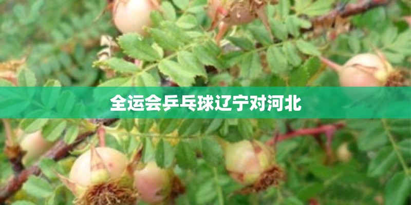 全运会乒乓球辽宁对河北