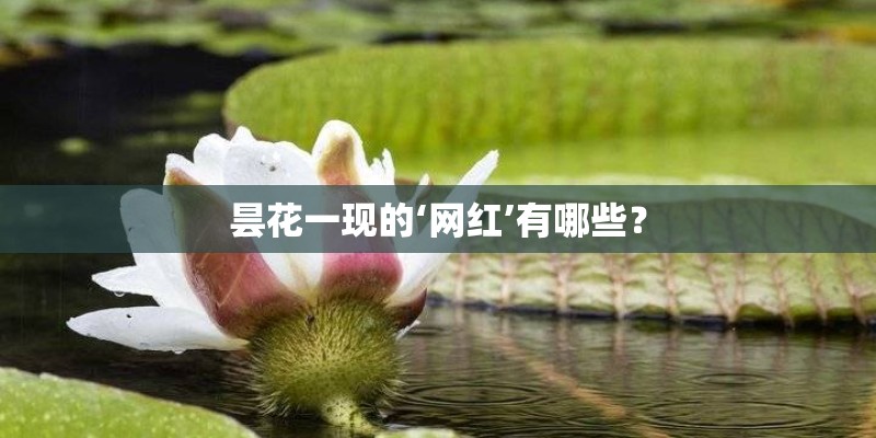 乒乓球拍不同胶面的优点？