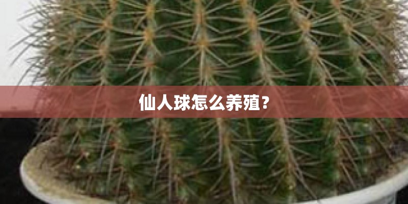 仙人球怎么养殖？