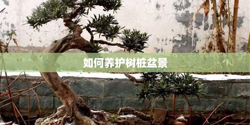 如何养护树桩盆景