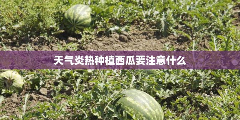 天气炎热种植西瓜要注意什么 天气炎热种植西瓜要注意什么