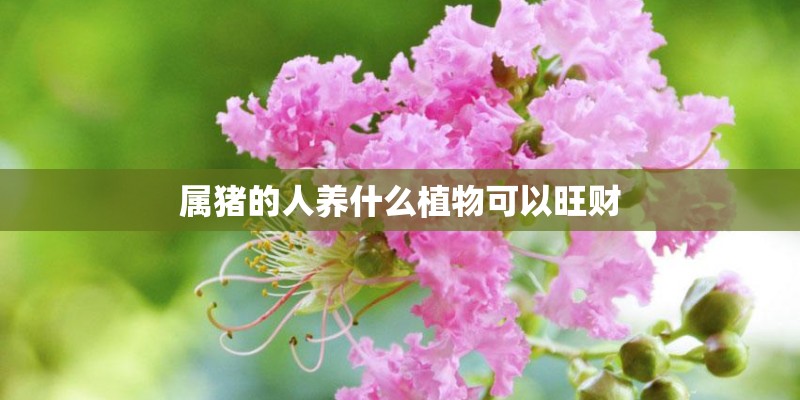 属猪的人养什么植物可以旺财 属猪的人养什么植物可以旺财