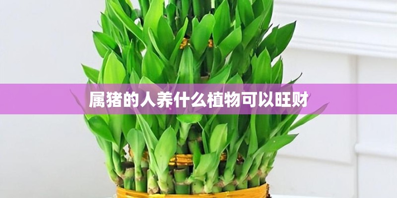 属猪的人养什么植物可以旺财 属猪的人养什么植物可以旺财