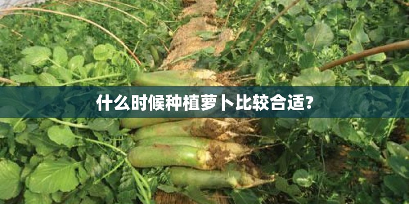 什么时候种植萝卜比较合适? 什么时候种植萝卜比较合适?
