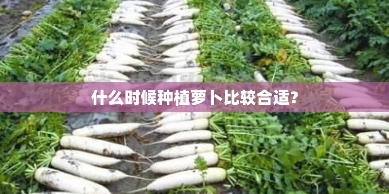 什么时候种植萝卜比较合适? 什么时候种植萝卜比较合适?