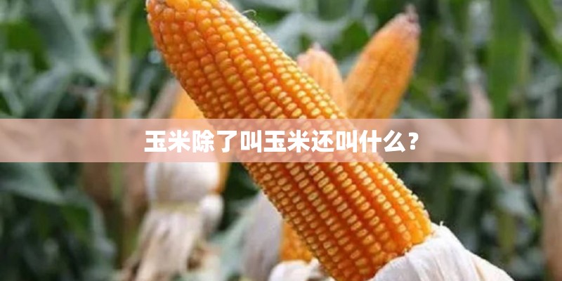 玉米除了叫玉米还叫什么? 玉米除了叫玉米还叫什么?