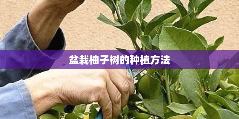 盆栽柚子树的种植方法