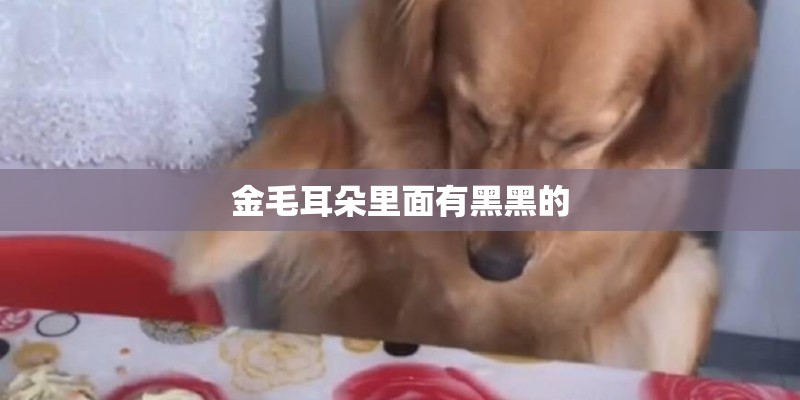 金毛耳朵里面有黑黑的 金毛耳朵里面有黑黑的