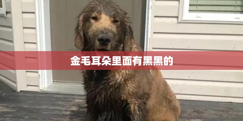 金毛耳朵里面有黑黑的 金毛耳朵里面有黑黑的