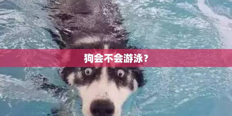 狗会不会游泳? 狗会不会游泳?