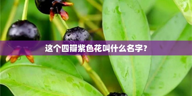 这个四瓣紫色花叫什么名字? 这个四瓣紫色花叫什么名字?