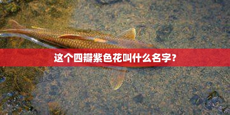 这个四瓣紫色花叫什么名字? 这个四瓣紫色花叫什么名字?
