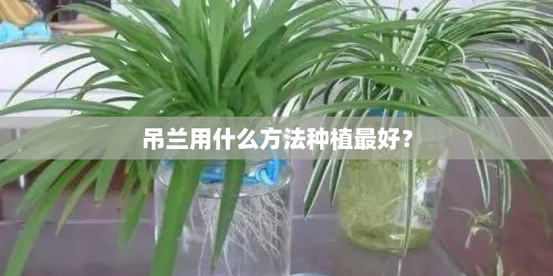 吊兰用什么方法种植最好？