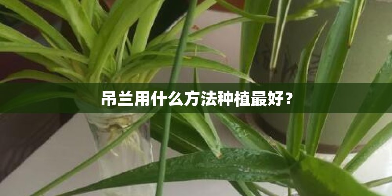 吊兰用什么方法种植最好? 吊兰用什么方法种植最好?