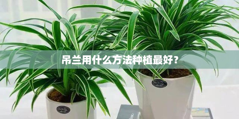 吊兰用什么方法种植最好? 吊兰用什么方法种植最好?