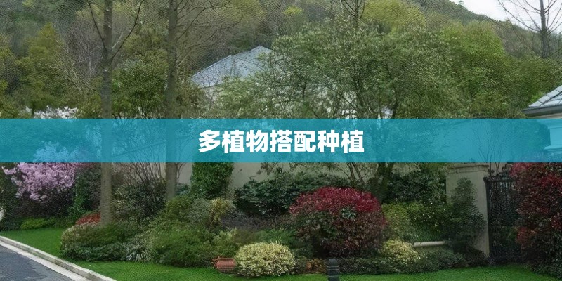 多植物搭配种植 多植物搭配种植