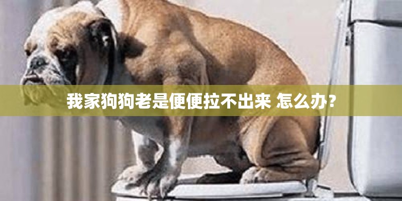 我家狗狗老是便便拉不出来 怎么办? 我家狗狗老是便便拉不出来 怎么办?