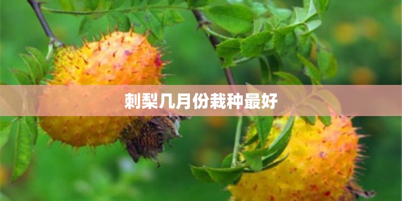 刺梨几月份栽种最好 刺梨几月份栽种最好