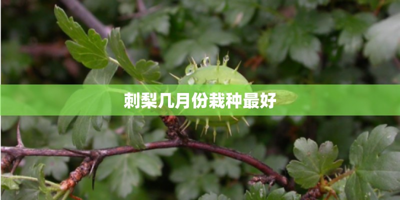 刺梨几月份栽种最好 刺梨几月份栽种最好