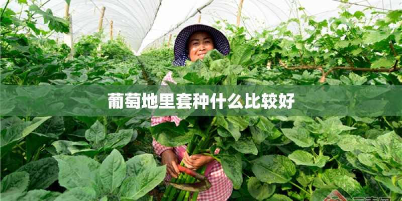 葡萄地里套种什么比较好 葡萄地里套种什么比较好