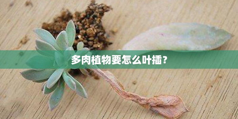 多肉植物要怎么叶插? 多肉植物要怎么叶插?