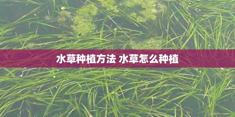 水草种植方法 水草怎么种植