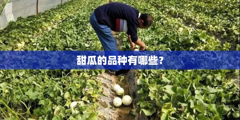 甜瓜的品种有哪些? 甜瓜的品种有哪些?