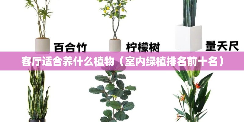 客厅适合养什么植物(室内绿植排名前十名) 客厅适合养什么植物(室内绿植排名前十名)