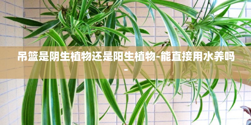 吊篮是阴生植物还是阳生植物-能直接用水养吗-