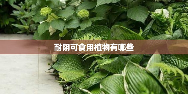 耐阴可食用植物有哪些