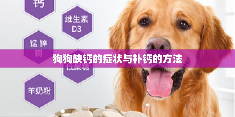 狗狗缺钙的症状与补钙的方法