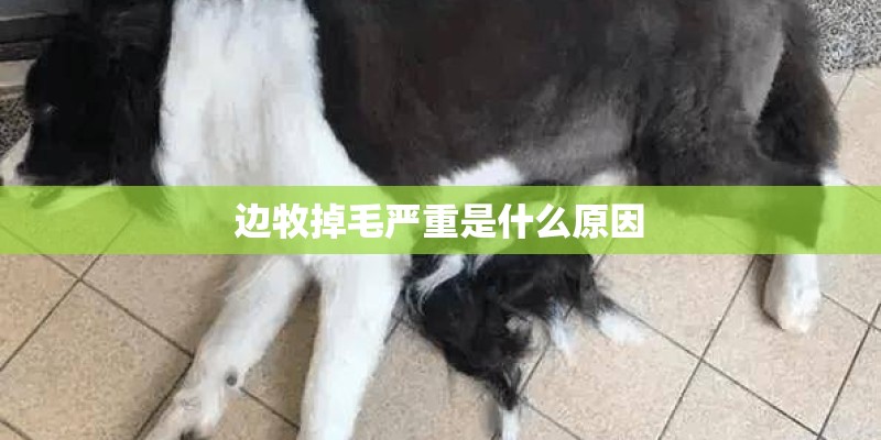 边牧掉毛严重是什么原因