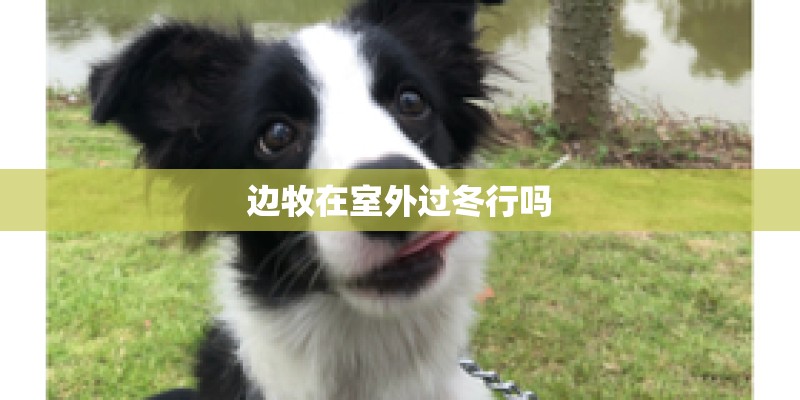 边牧在室外过冬行吗 边牧在室外过冬行吗