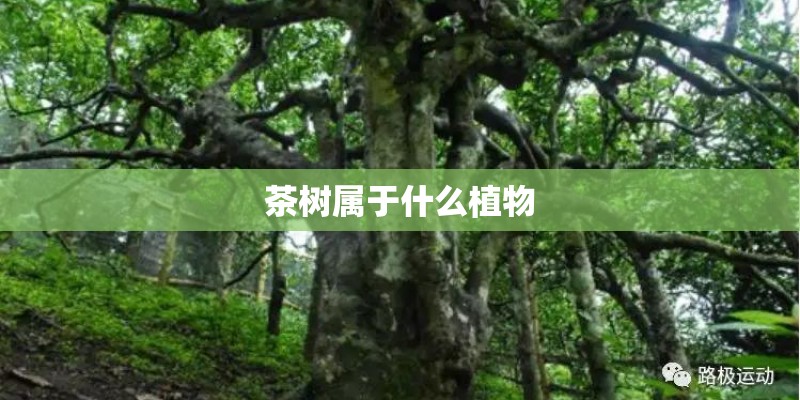 茶树属于什么植物