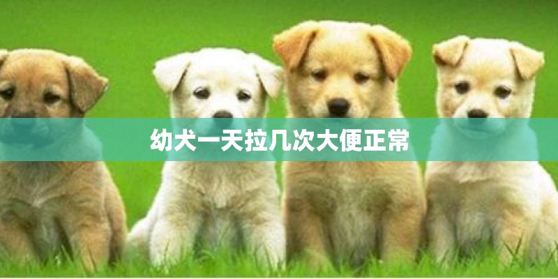 幼犬一天拉几次大便正常 幼犬一天拉几次大便正常