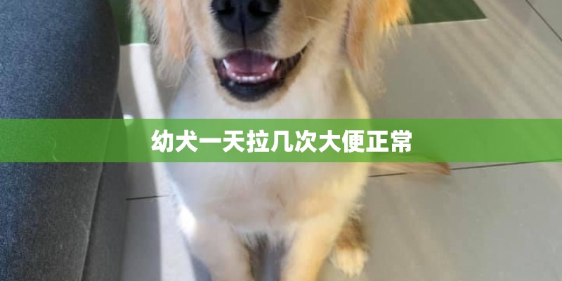 幼犬一天拉几次大便正常 幼犬一天拉几次大便正常