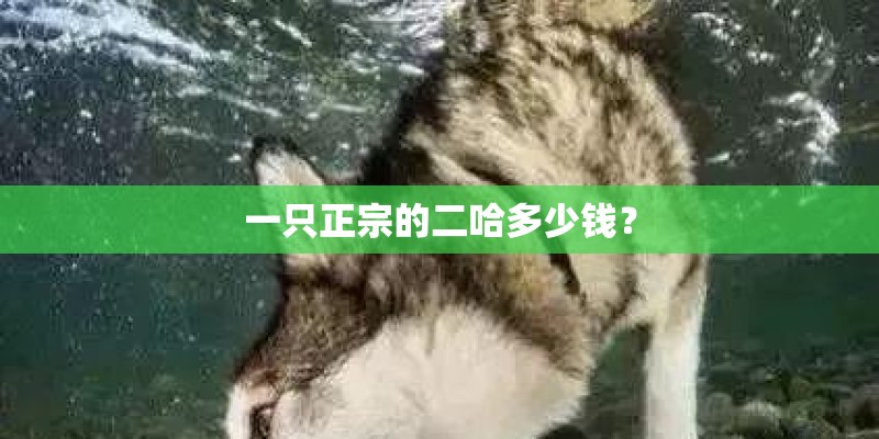 一只正宗的二哈多少钱？