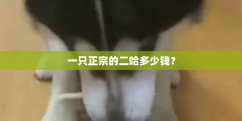 一只正宗的二哈多少钱？