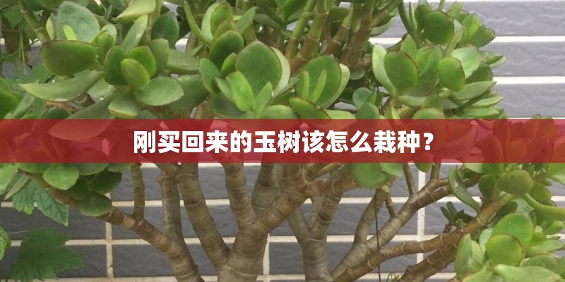 刚买回来的玉树该怎么栽种? 刚买回来的玉树该怎么栽种?