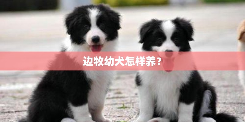 边牧幼犬怎样养？