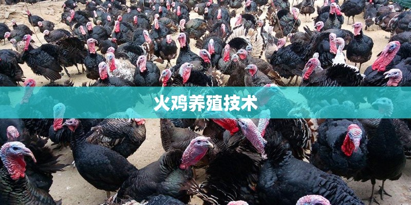 火鸡养殖技术