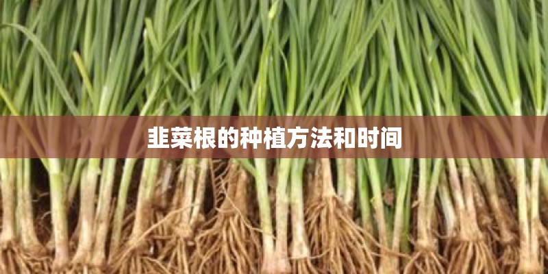 韭菜根的种植方法和时间