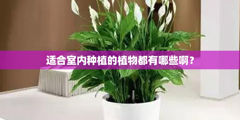 适合室内种植的植物都有哪些啊？