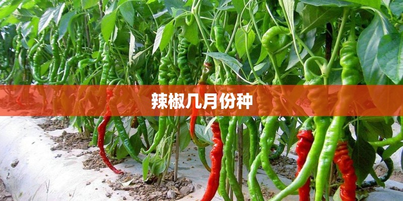 辣椒几月份种