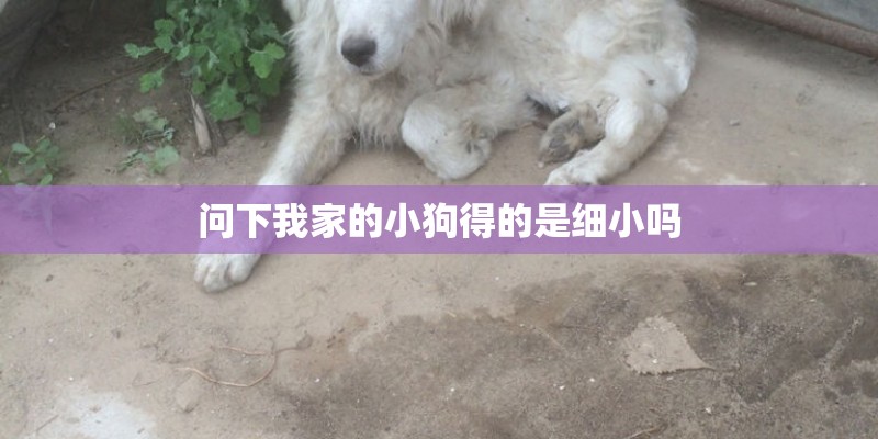 问下我家的小狗得的是细小吗 问下我家的小狗得的是细小吗