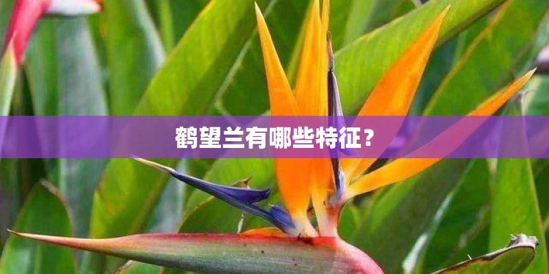 鹤望兰有哪些特征？