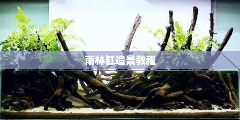 雨林缸造景教程