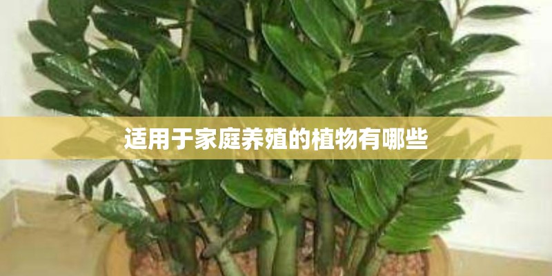 适用于家庭养殖的植物有哪些