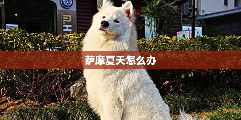 萨摩夏天怎么办