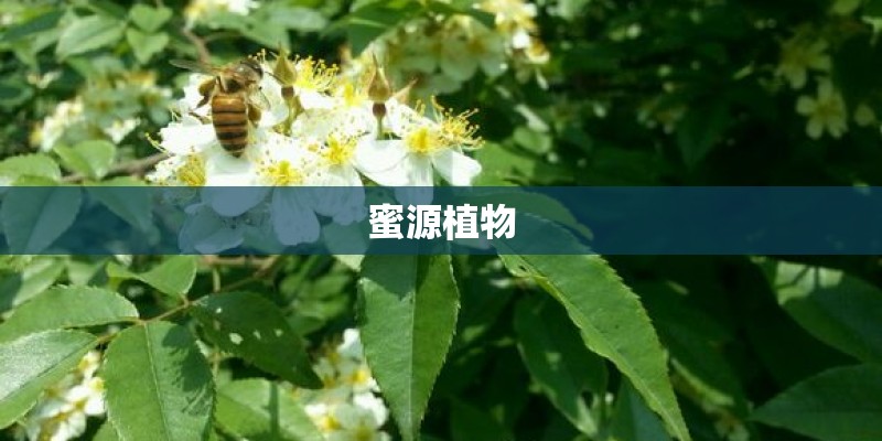 蜜源植物 蜜源植物